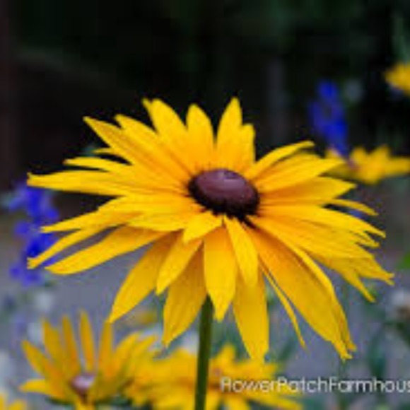 susanmiller_001